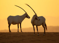 Rezerwat Dubai Desert Conservation publikuje pierwszy raport roczny